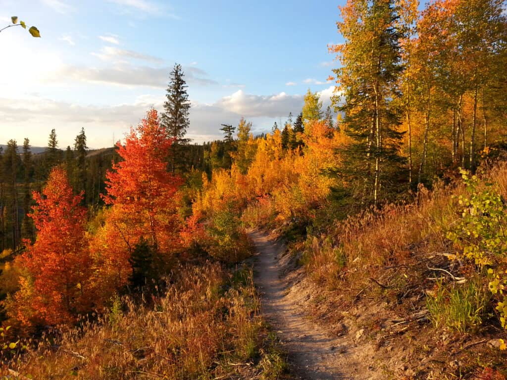 A dirt path through a forest.