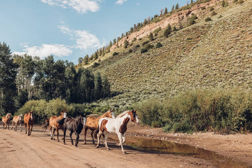 A group of horses walking down a dirt road.