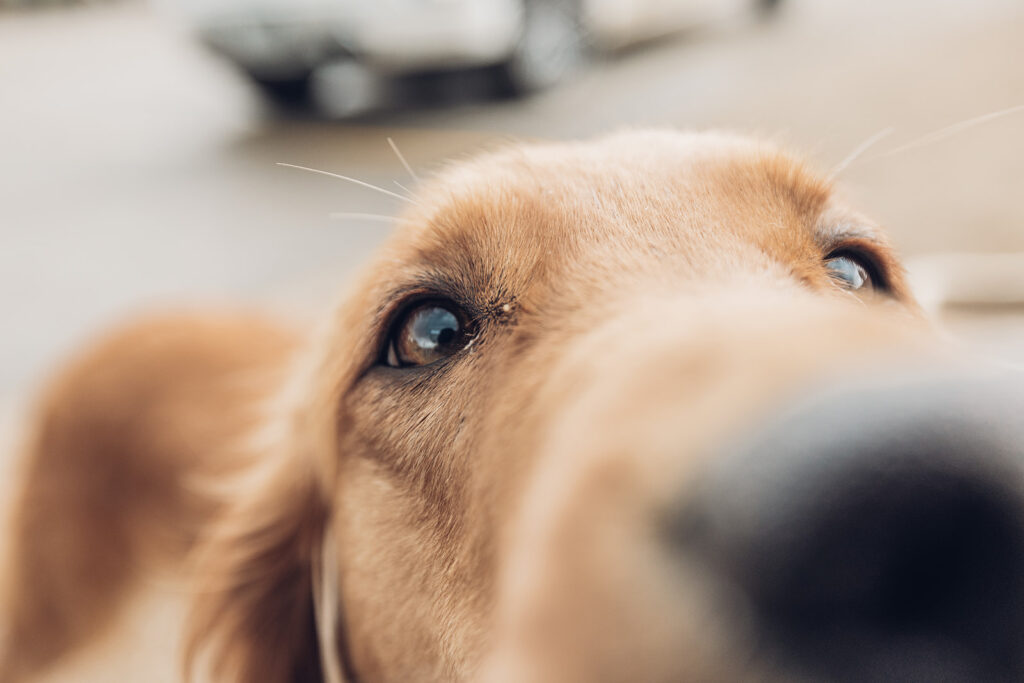 A brown dogs noses right up to the camera lens in Grand Lake, his brown eyes gazing lovingly at us.