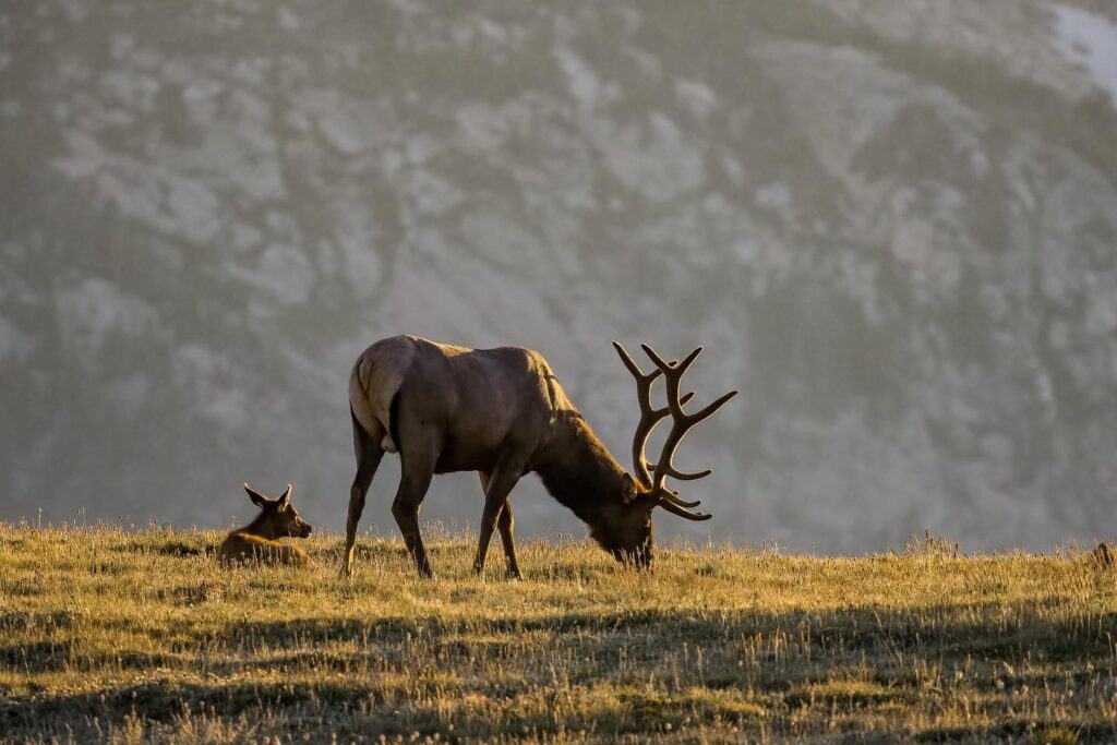 An elk and a calf grazing in the grass in front of a mountain peak in Rocky Mountain National Park