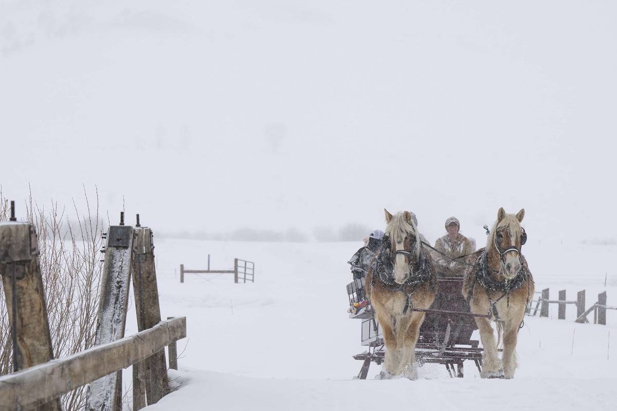 A group of horses pulling a cart in the snow in Granby Colorado at C Lazy U Ranch