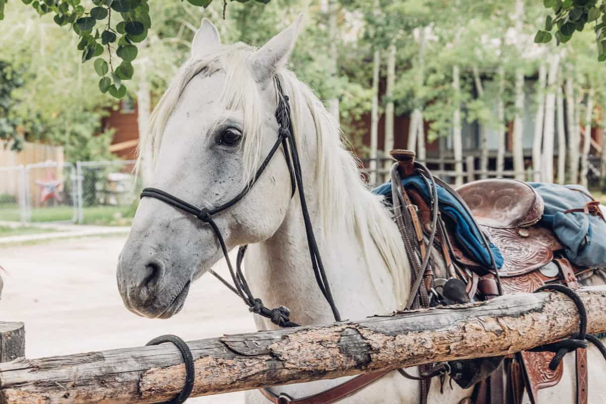 Close-up of a white horse with a bridle, standing by a wooden fence, and saddled for riding.