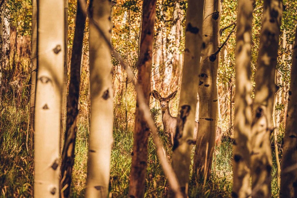 A deer stands partially hidden among tall trees in a forested area with sunlight filtering through the foliage.