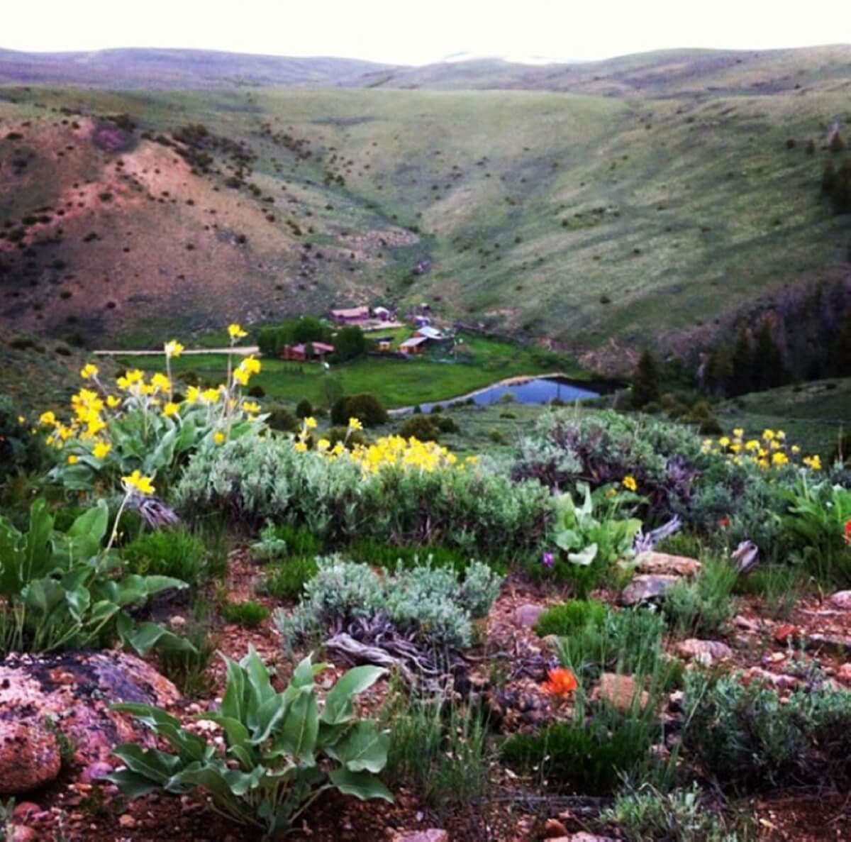 A vibrant meadow filled with yellow flowers and green hills in the background in Grand County Colorado.