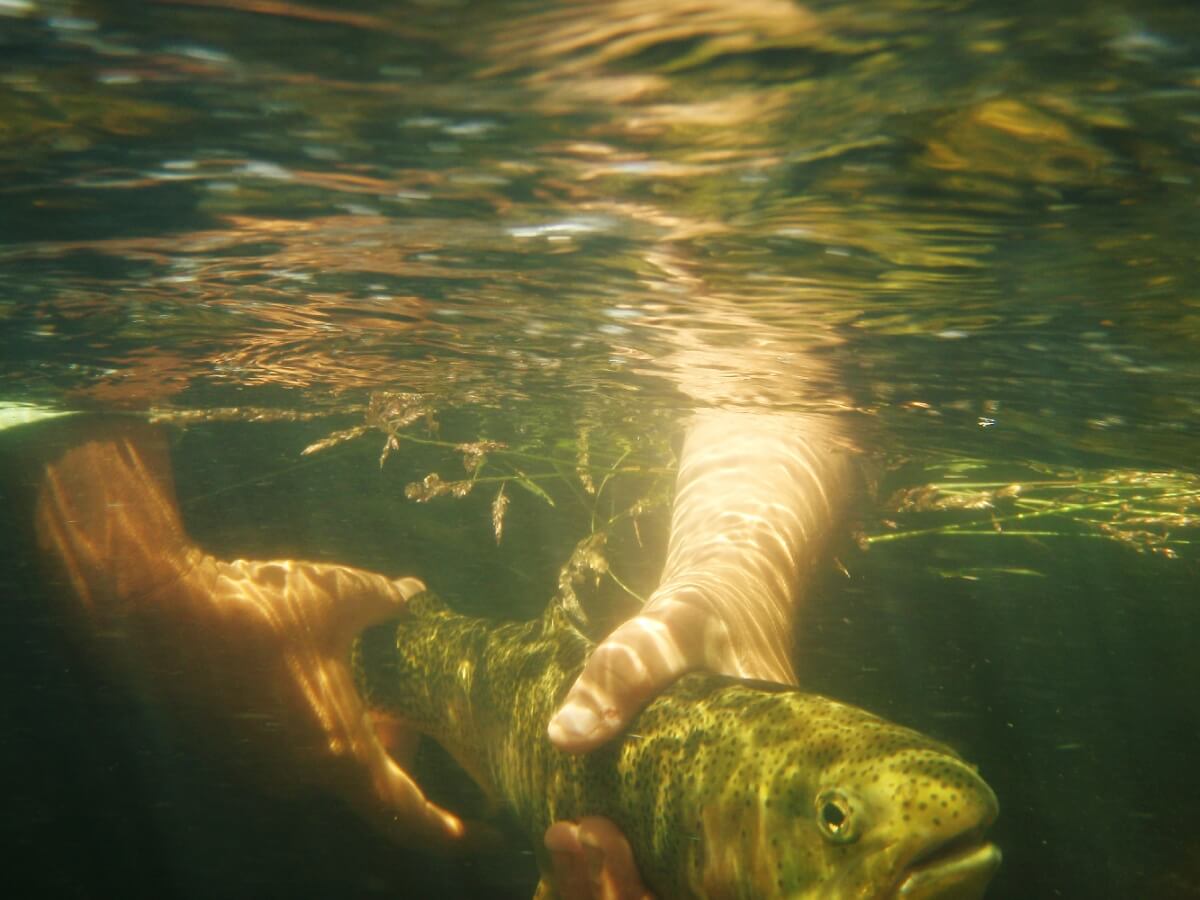 A person's hands gently hold a fish underwater, surrounded by aquatic plants in Grand County Colorado.