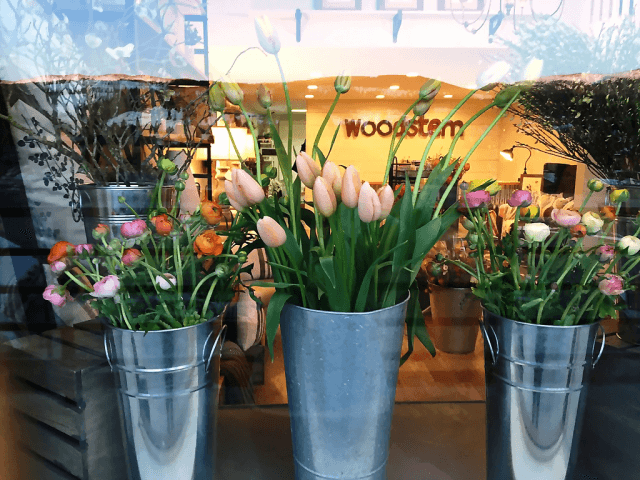 Three metal buckets filled with colorful tulips and other flowers displayed in a shop window in Grand County Colorado.