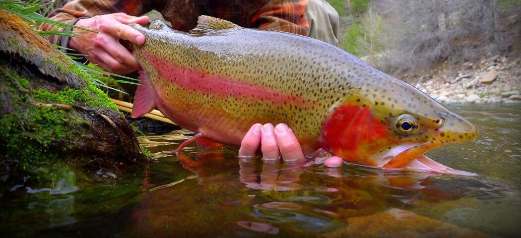 A fisherman holds a large, colorful trout with red and black spots near a mossy riverbank in Grand County Colorado.