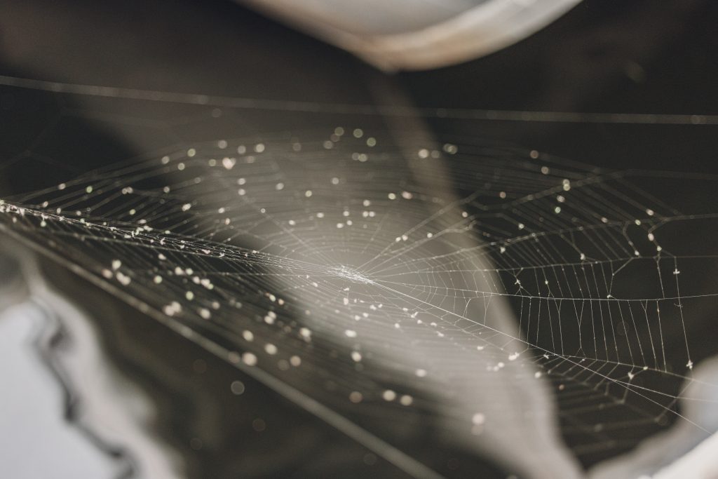 Spider web with small droplets near Granby Lake.