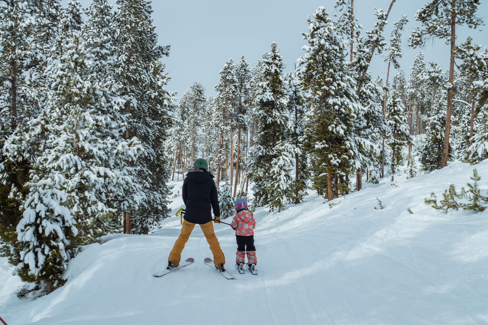 A parent and child ski together through a snow-covered forest of tall pine trees in Grand County Colorado.