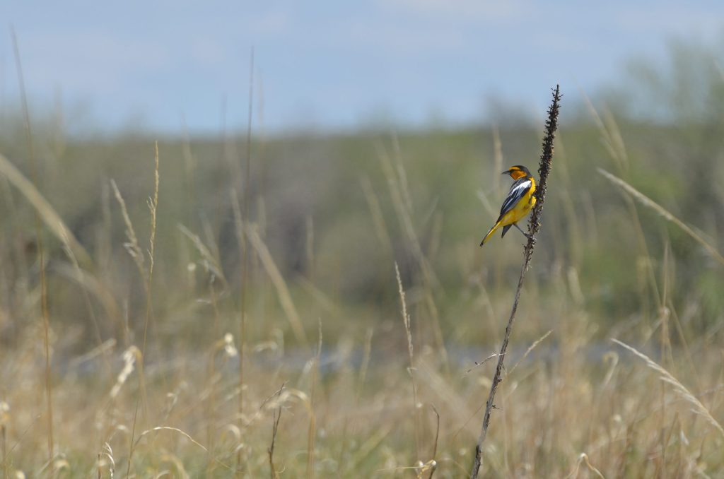 A yellow and black bird perches on a tall, thin plant in a grassy field in Grand County Colorado.