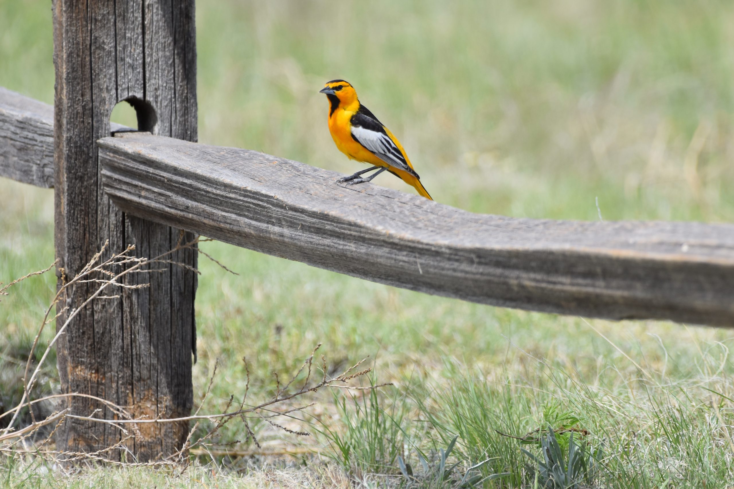 A vivid Bullock’s oriole stands on an aged wooden fence rail in a grassy field, its orange and black plumage contrasting with the rustic wood.