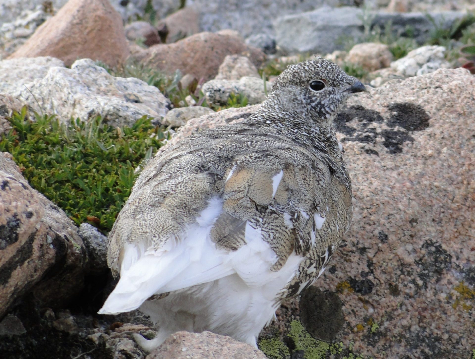 A mountain ptarmigan stands among alpine rocks and tundra plants, its mottled brown and white feathers blending into the rugged terrain.