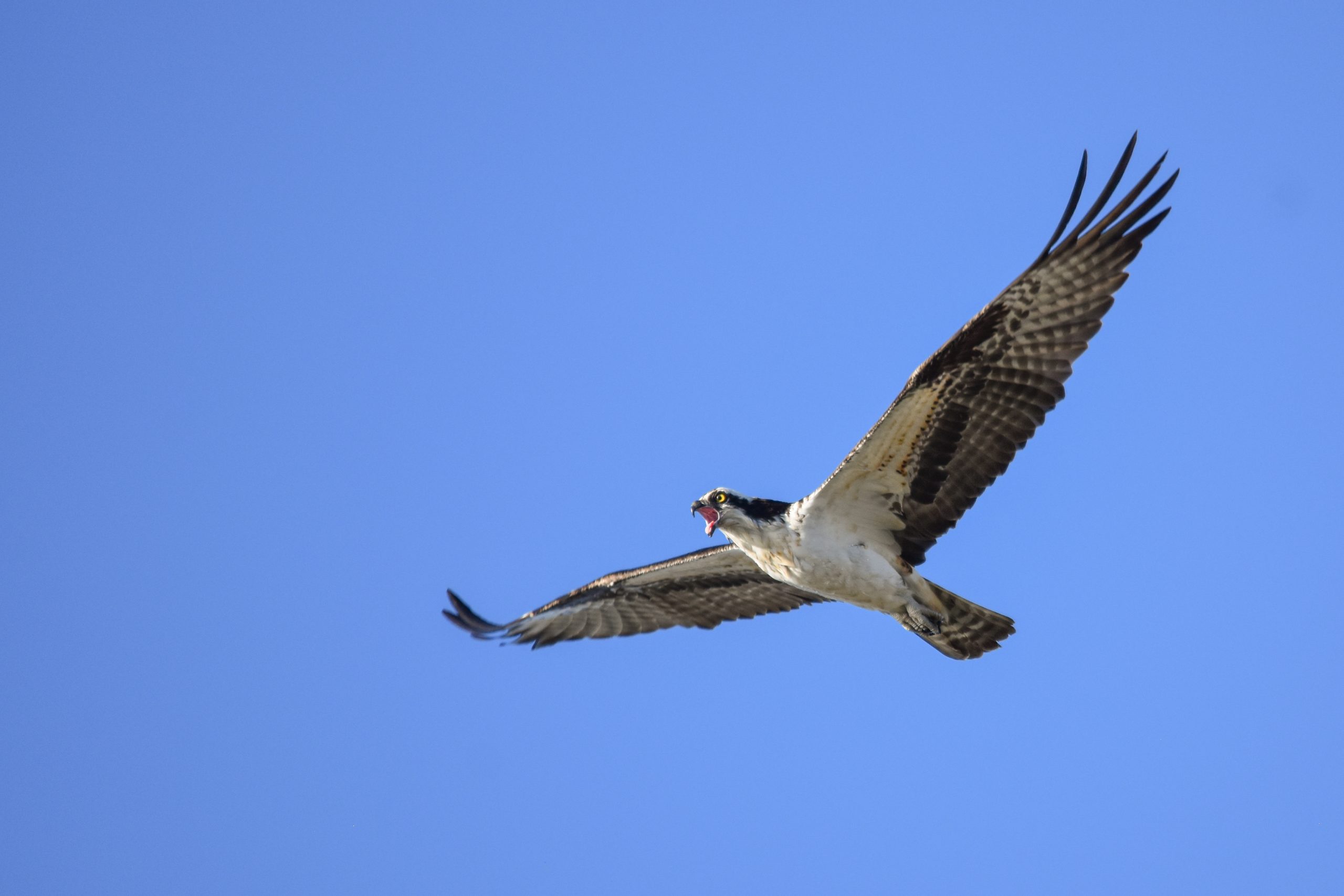An osprey soars with wings spread wide against a bright blue sky, its beak open as it calls mid-flight.