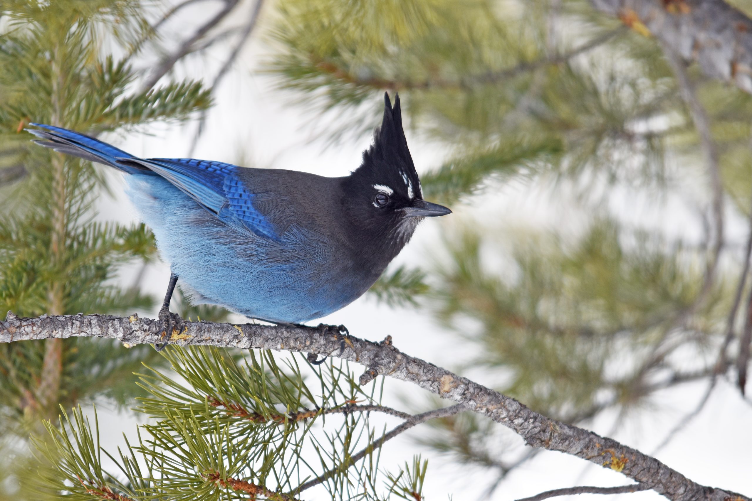 A Steller’s jay with bright blue plumage and a tall black crest perches on a pine branch, snow-dusted needles surrounding it.