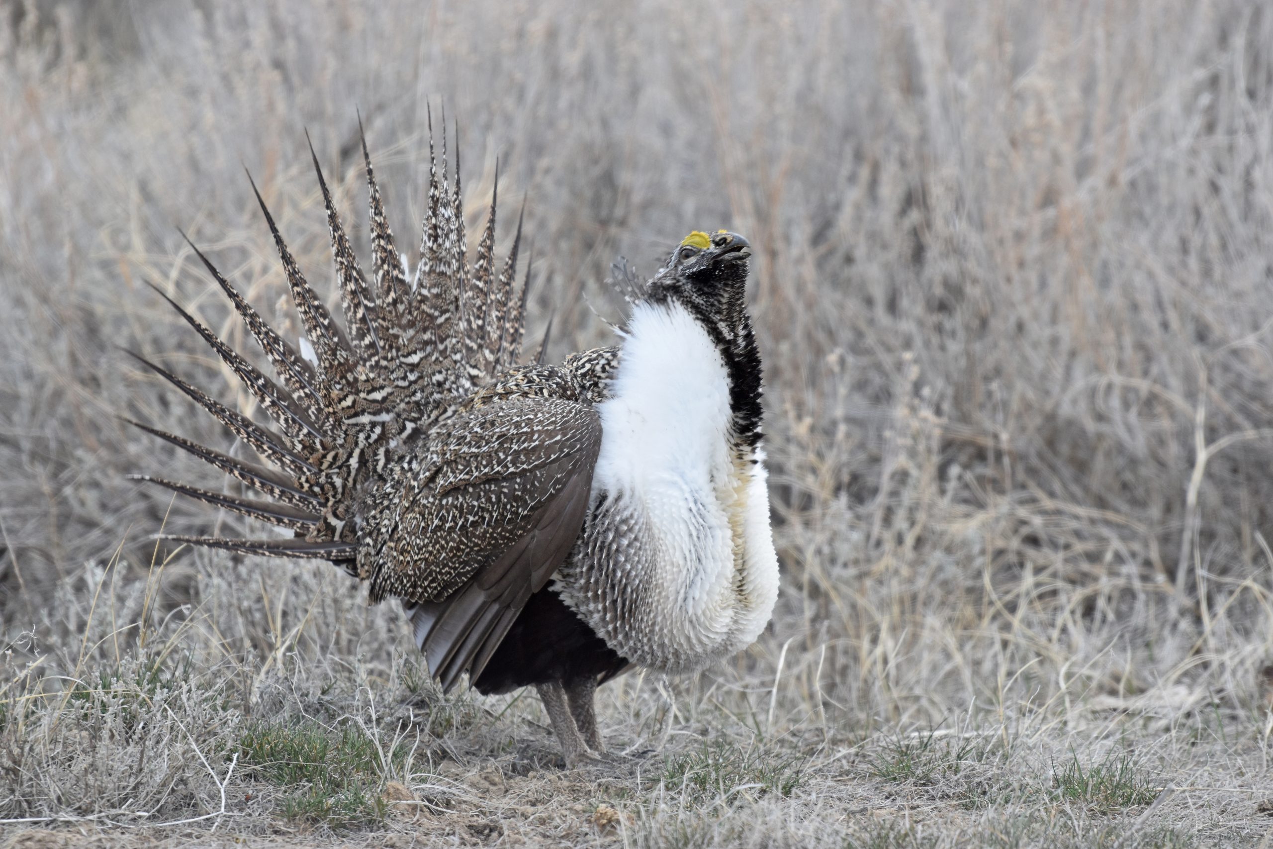 A greater sage-grouse performs a courtship display in a sagebrush meadow, its tail fanned and white chest feathers puffed outward.