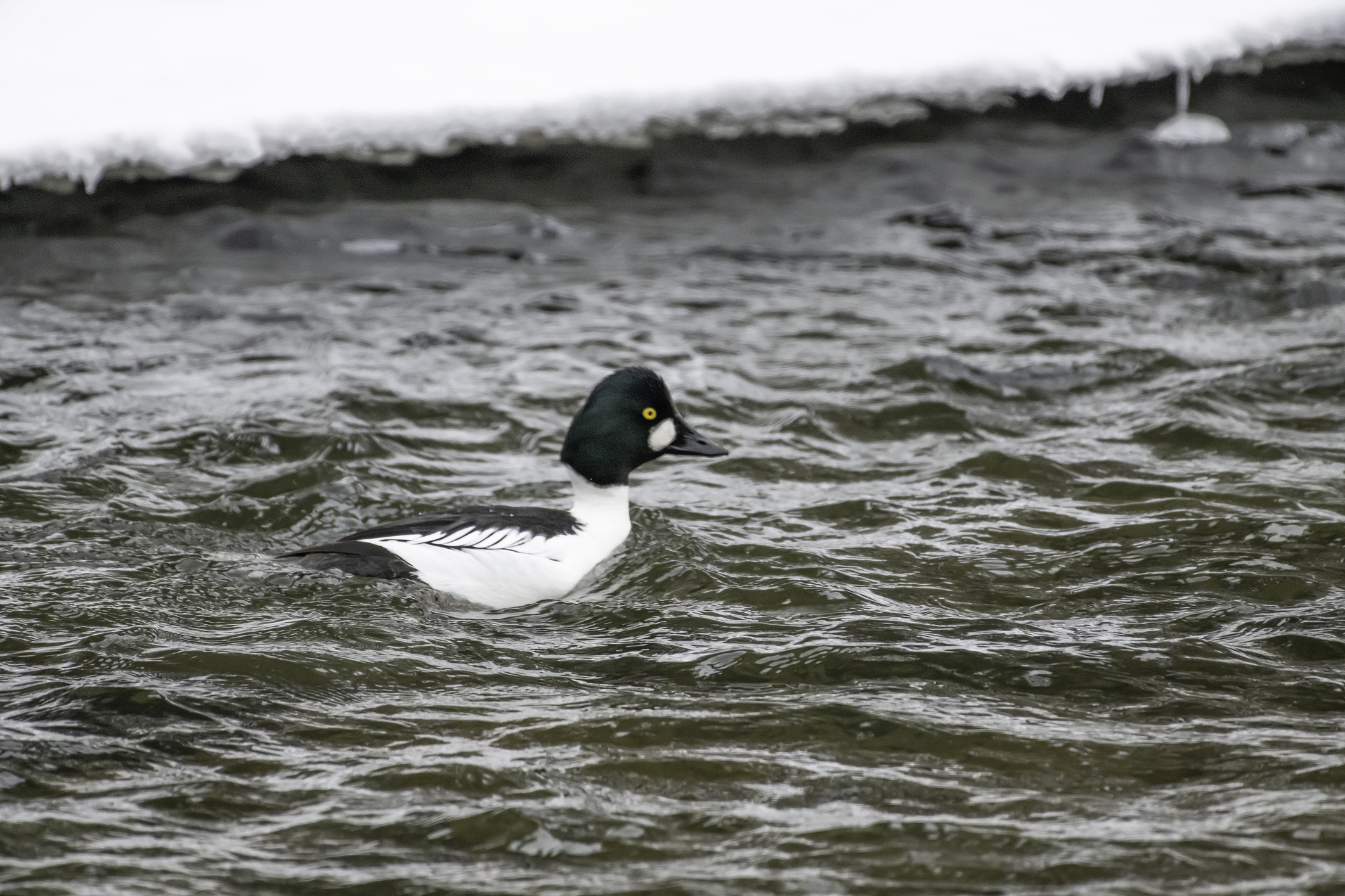 A male Barrow’s goldeneye swims in rippling cold water near the edge of melting ice, its dark head and golden eye clearly visible.