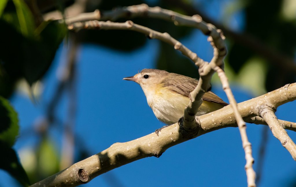 A small warbling vireo rests on a tree branch surrounded by green leaves, set against a vibrant blue sky.