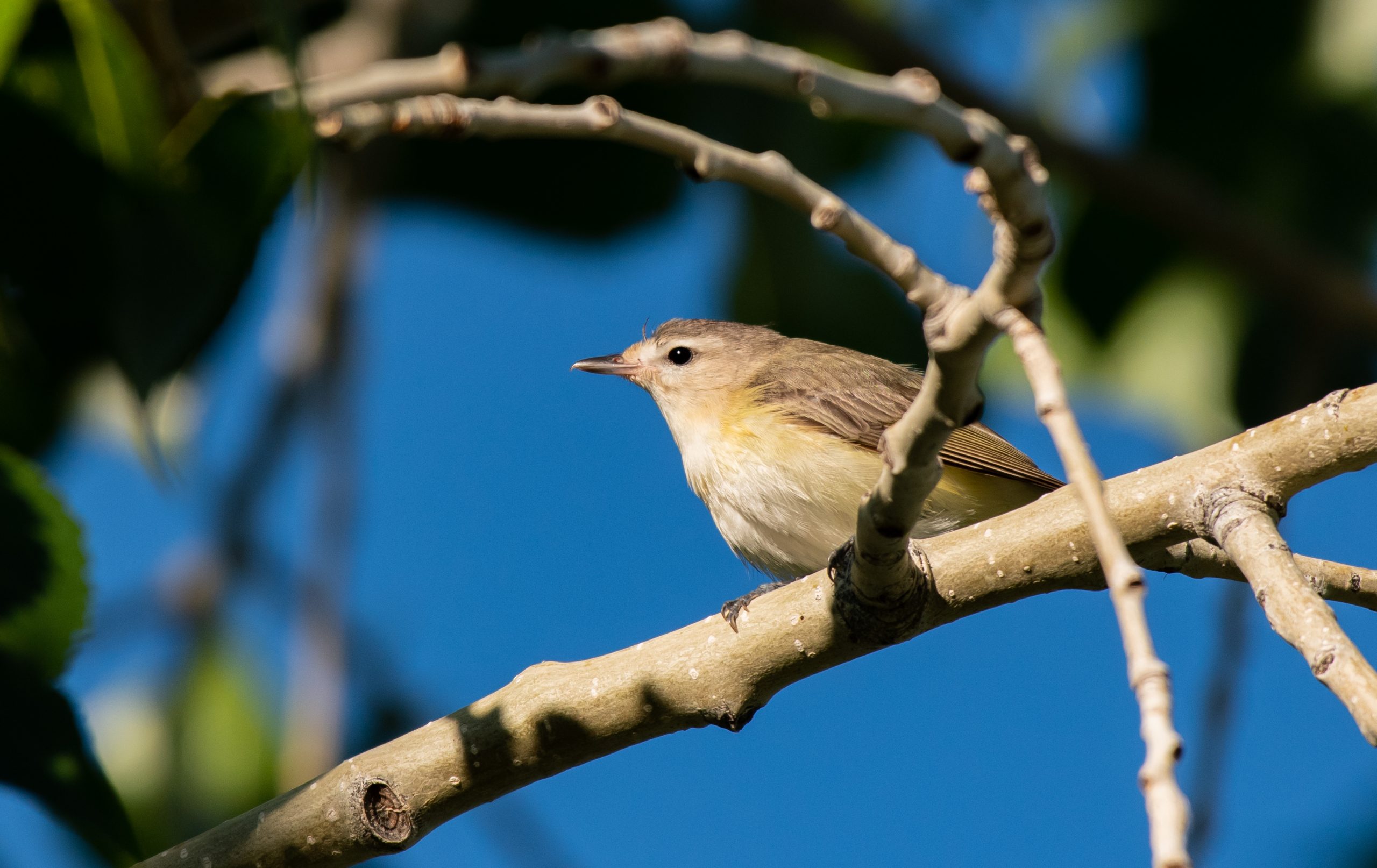 A small warbling vireo rests on a tree branch surrounded by green leaves, set against a vibrant blue sky.
