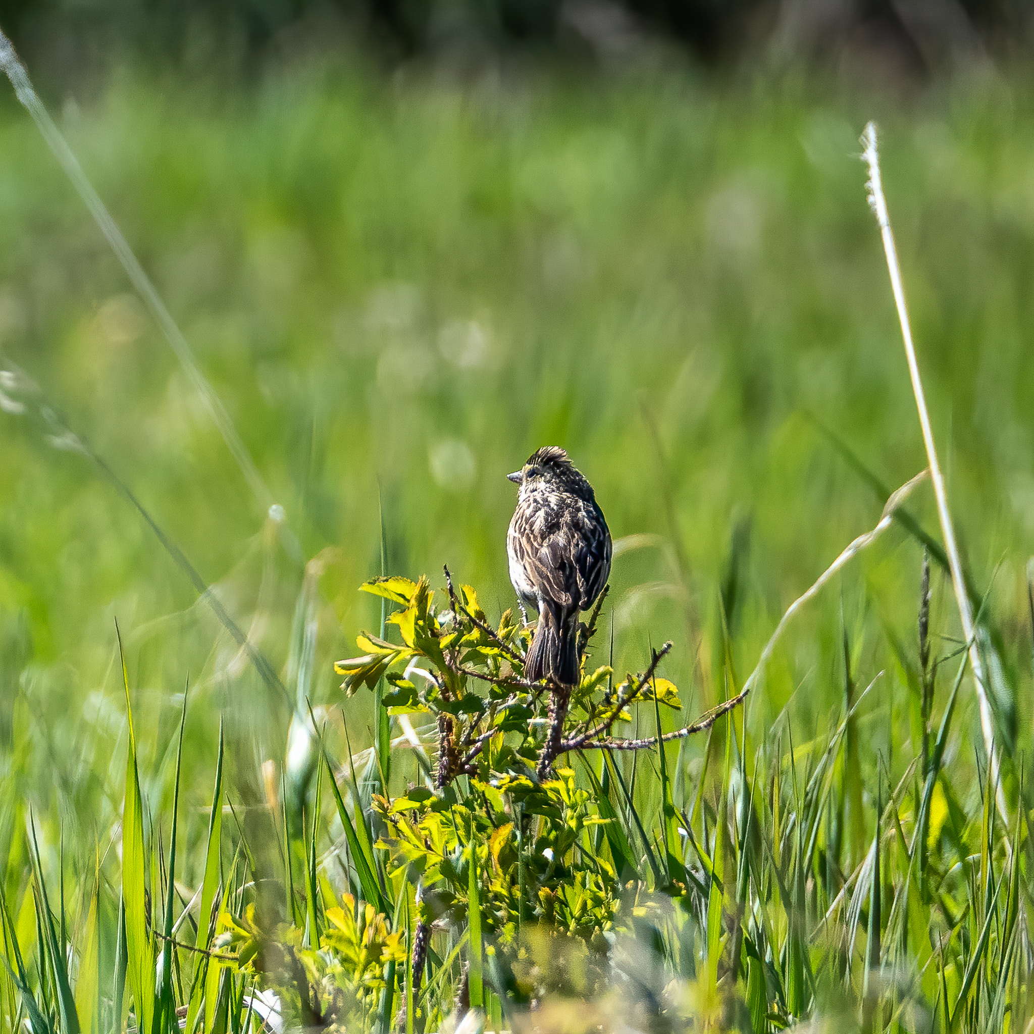 A small savannah sparrow perches on a green shrub surrounded by tall, sunlit meadow grasses.