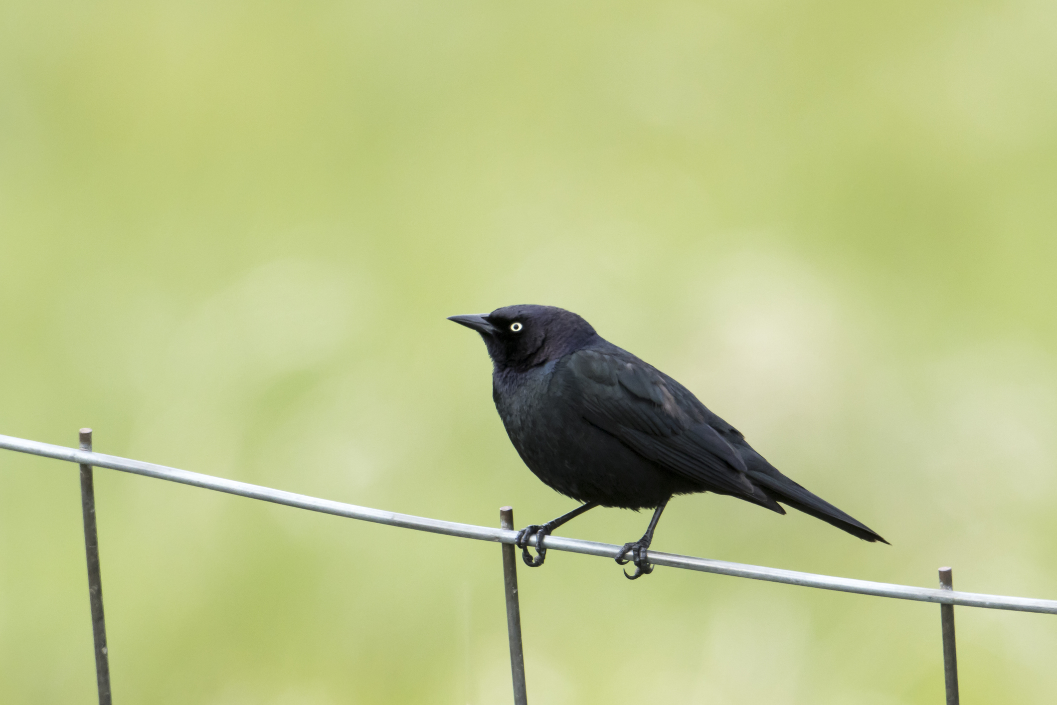 A Brewer’s blackbird balances on a wire fence, its glossy black plumage and pale eye standing out against a soft green background.
