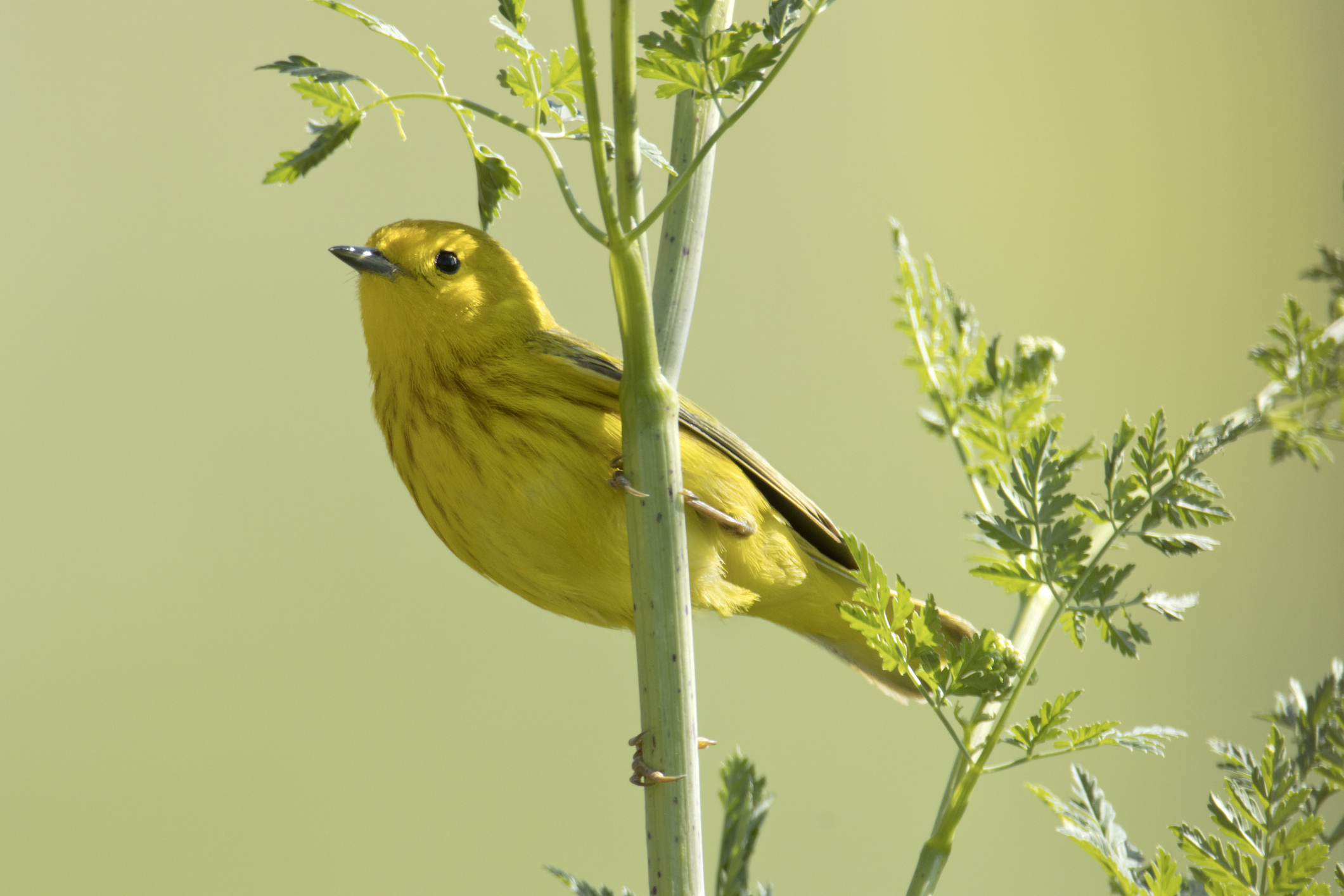 A yellow warbler clings to a leafy green plant, its vibrant yellow plumage glowing in soft natural light.