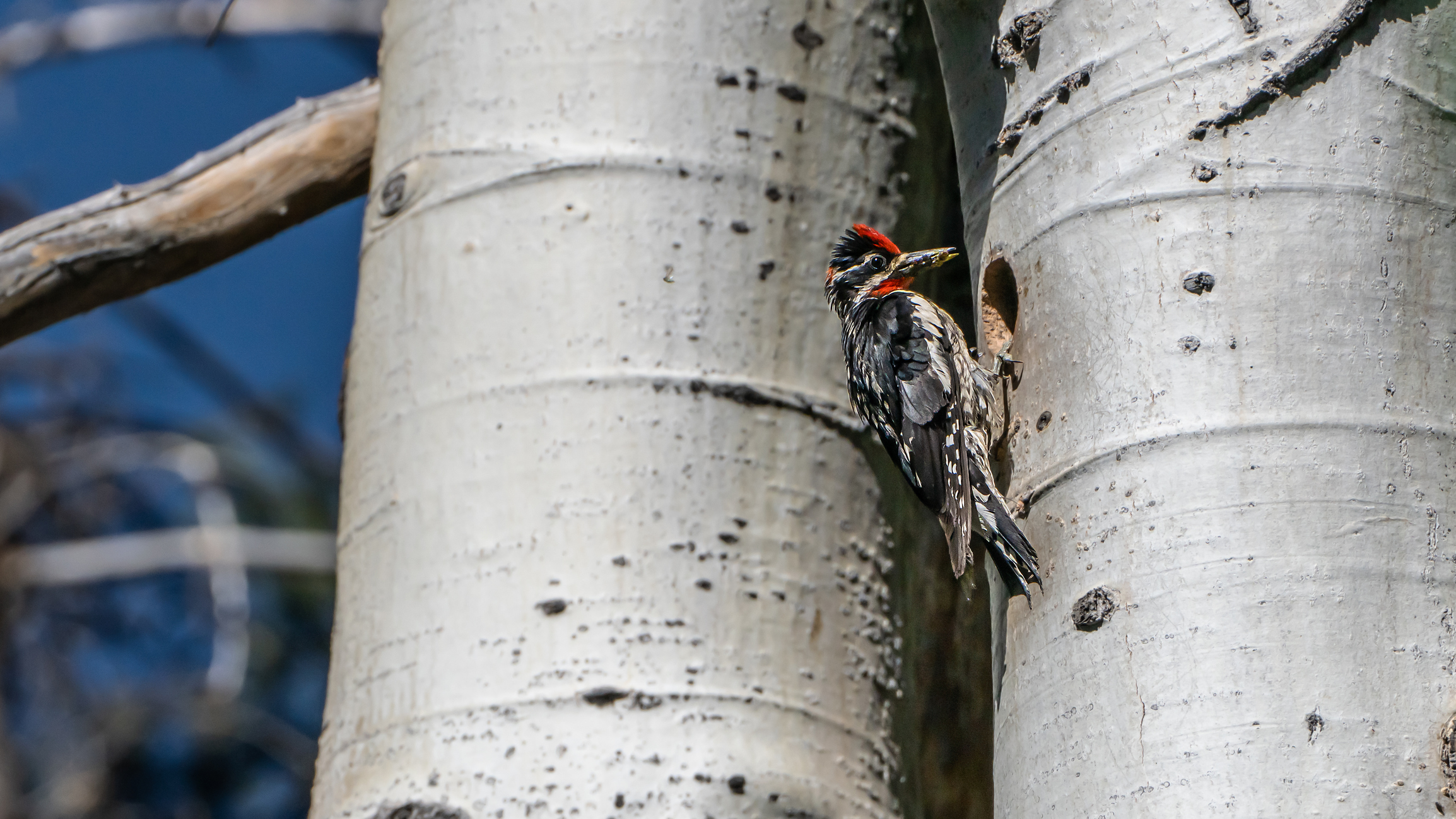A red-naped sapsucker clings to the pale bark of an aspen tree, its red crown and patterned plumage standing out against the smooth trunk.