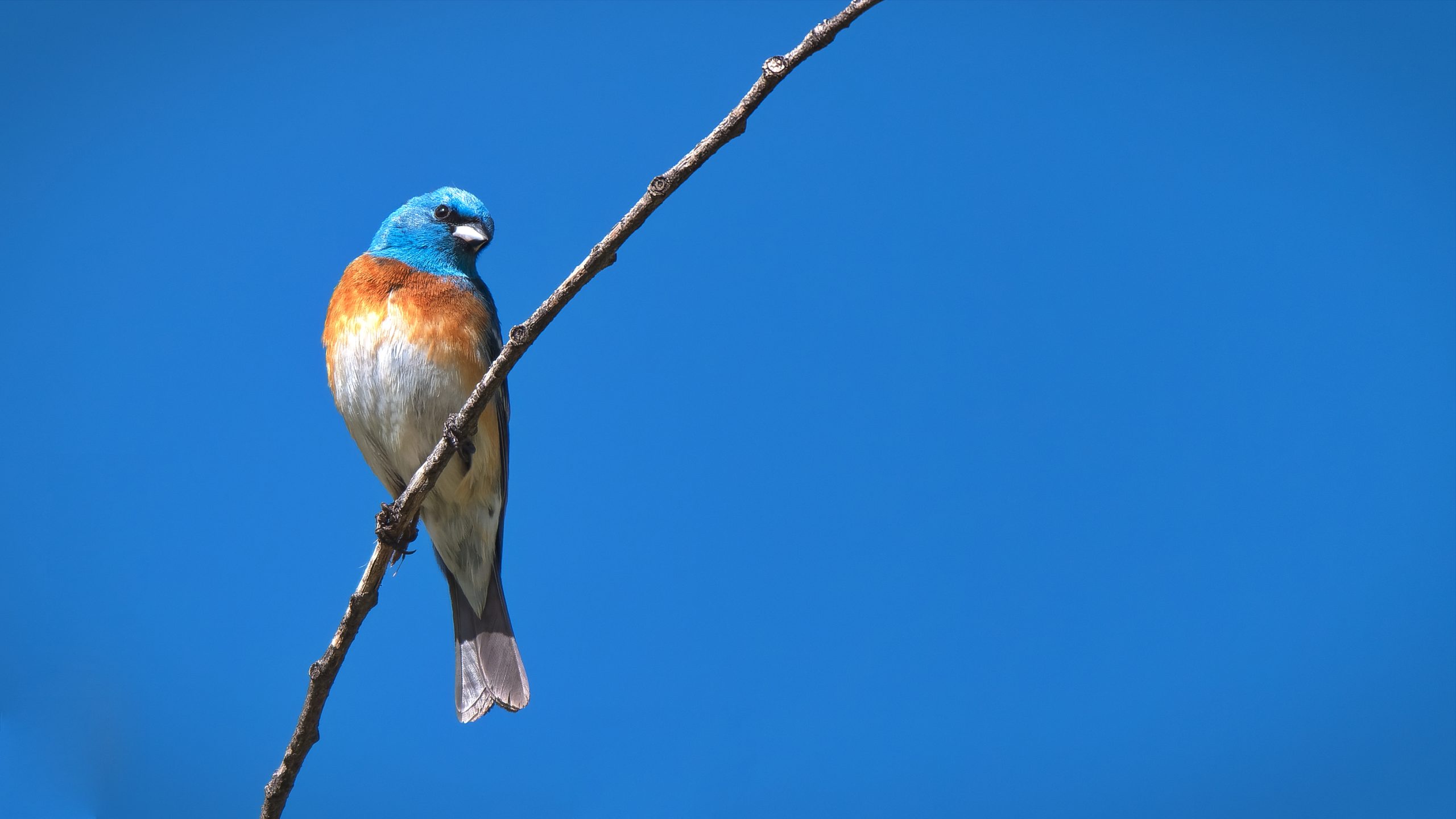 A male lazuli bunting perches on a slender branch, its bright blue head and warm orange breast striking against a clear blue sky.