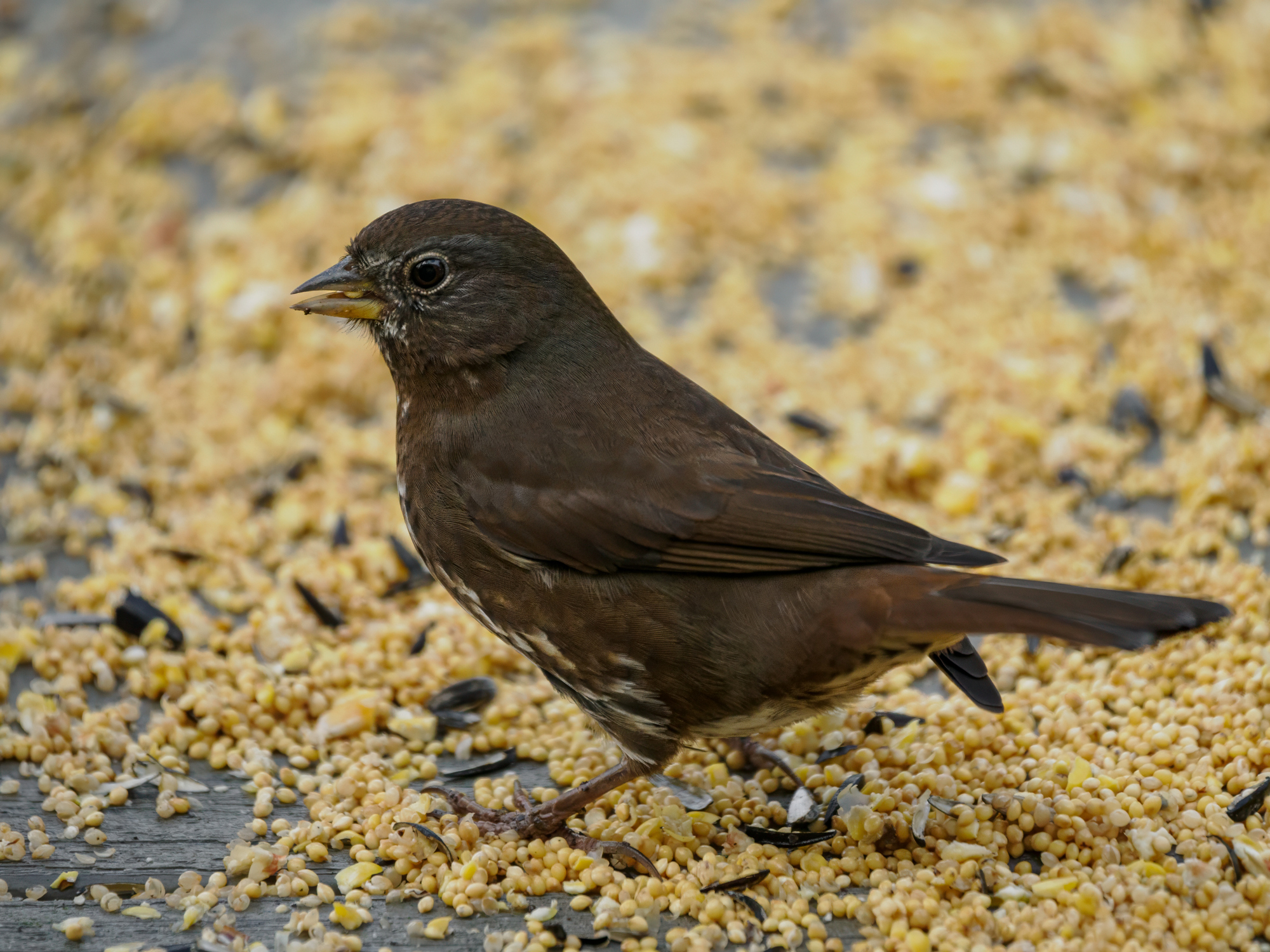 A fox sparrow stands among scattered birdseed, its dark brown plumage and speckled chest clearly visible in the close-up view.