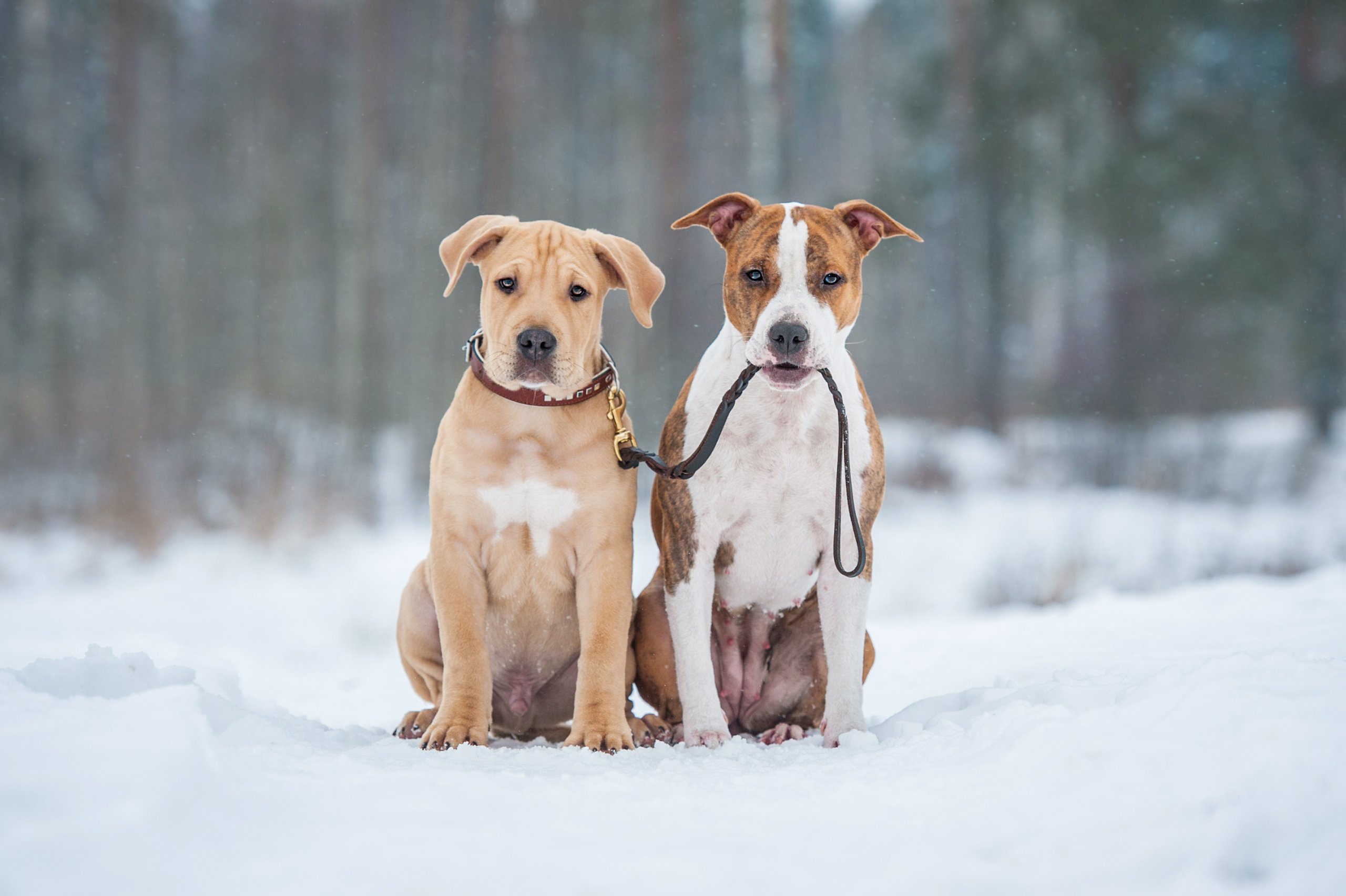 Two adorable puppies, one tan and one brindle, sit side by side in a snowy forest, looking directly at the camera in Grand County Colorado.