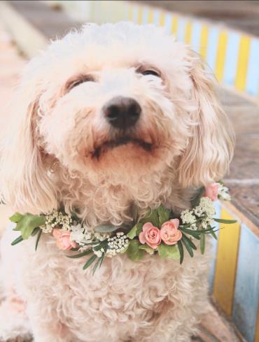 A small, fluffy white dog wearing a floral collar sits on a striped surface in Grand County Colorado.