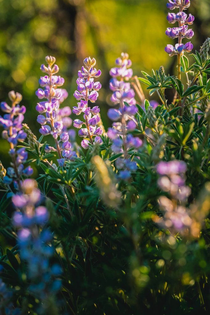 A vibrant cluster of purple lupine flowers bathed in warm sunlight, surrounded by lush green foliage in Grand County Colorado.