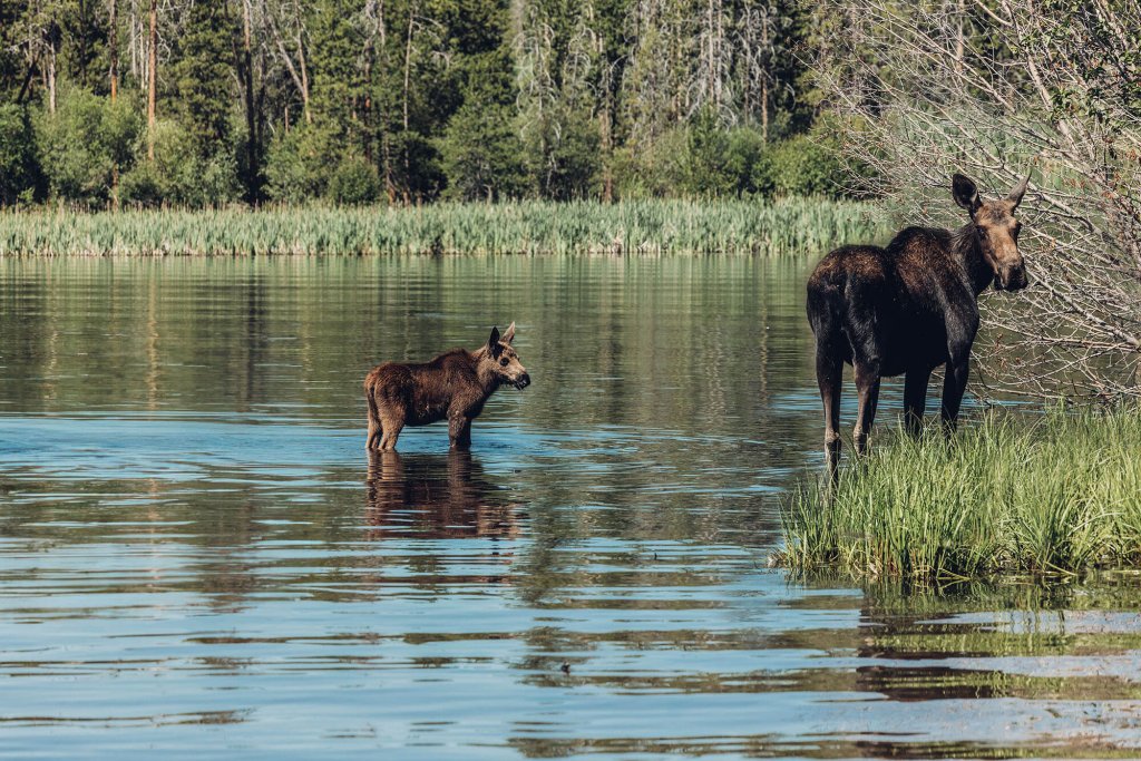 A mother moose and her calf stand in shallow water near the shore of a serene lake, surrounded by lush greenery and tall trees in Grand County Colorado.