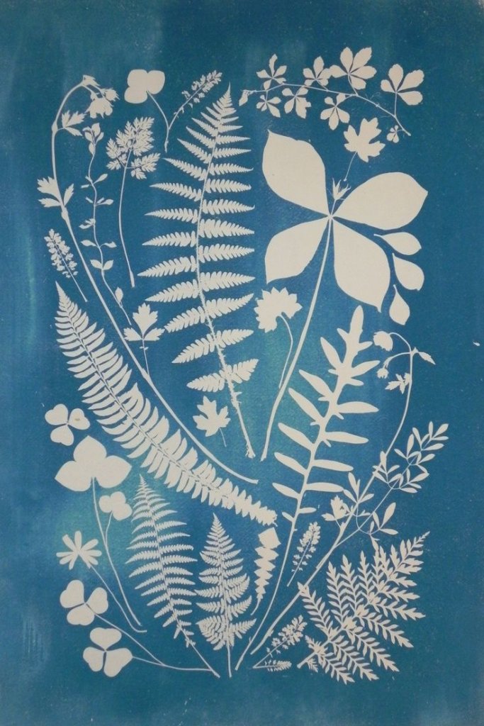 A cyanotype print featuring white silhouettes of various ferns and leaves on blue paper in Grand County Colorado.
