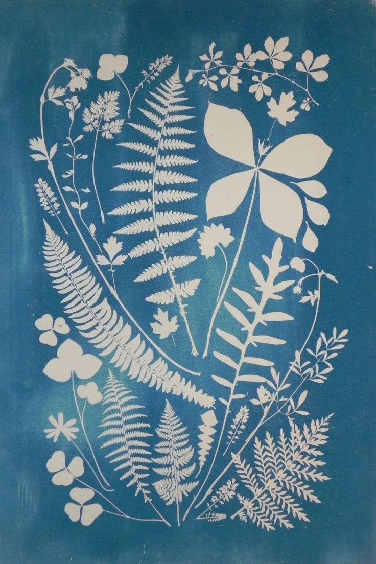 A cyanotype print featuring white silhouettes of various ferns and leaves on blue paper in Grand County Colorado.